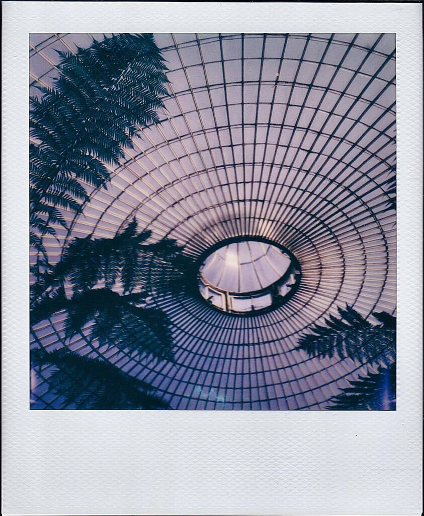 sailorblur's tweet photo. #greenhouse #dome #ferns #kibblepalace #westend #glasgow #polaroid #polaroidpicture #polaroidsx70 #sx70 #sx70film #mypolaroidnow #mypolaroidperspective #polaroiders #instantfilm #instantphotography #filmforever #useinstantfilm #ishootfilm #sheshootsfilm https://t.co/KqPDgF05Qy https://t.co/vMZSlNeNWQ