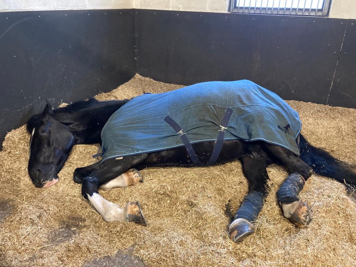 ASPoliceHorses's tweet photo. Sleepy Sunday for Windsor today 💤🐴 #cuteboy #sundayliein https://t.co/3SKbRDvOo4