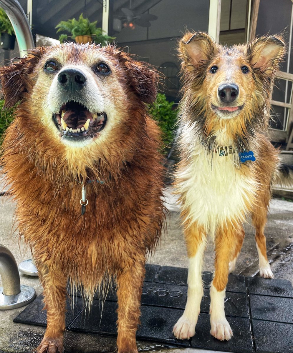 First dip in the pool with his big bro. #dogsoftwitter #RoughCollie UKDogOwner.co.uk/dog-breeds/Rou…