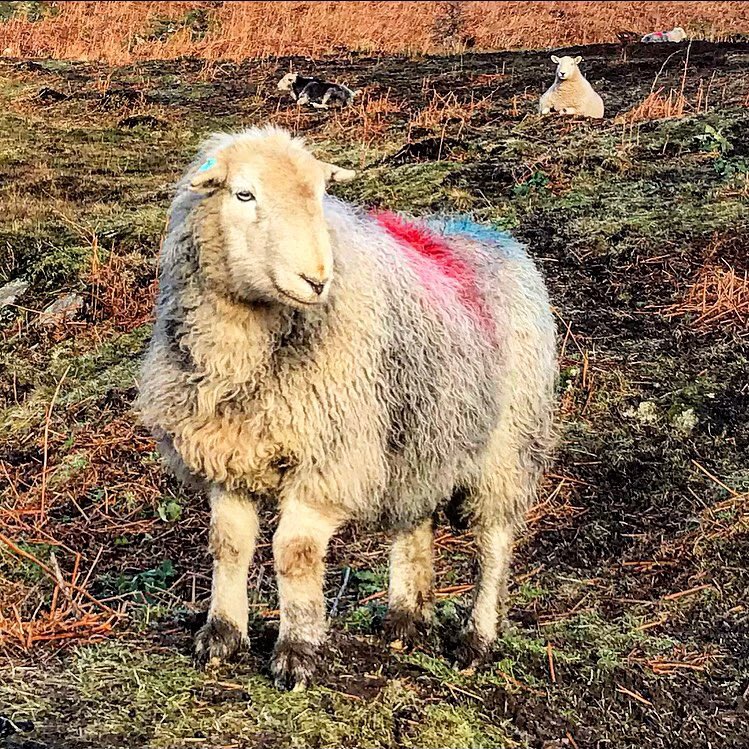 👋 Hello Herdy #SheepSunday 💚🐑 #LakeDistrict she’s got an eye on ewe! 
#sheep #farming #photo #Ambleside