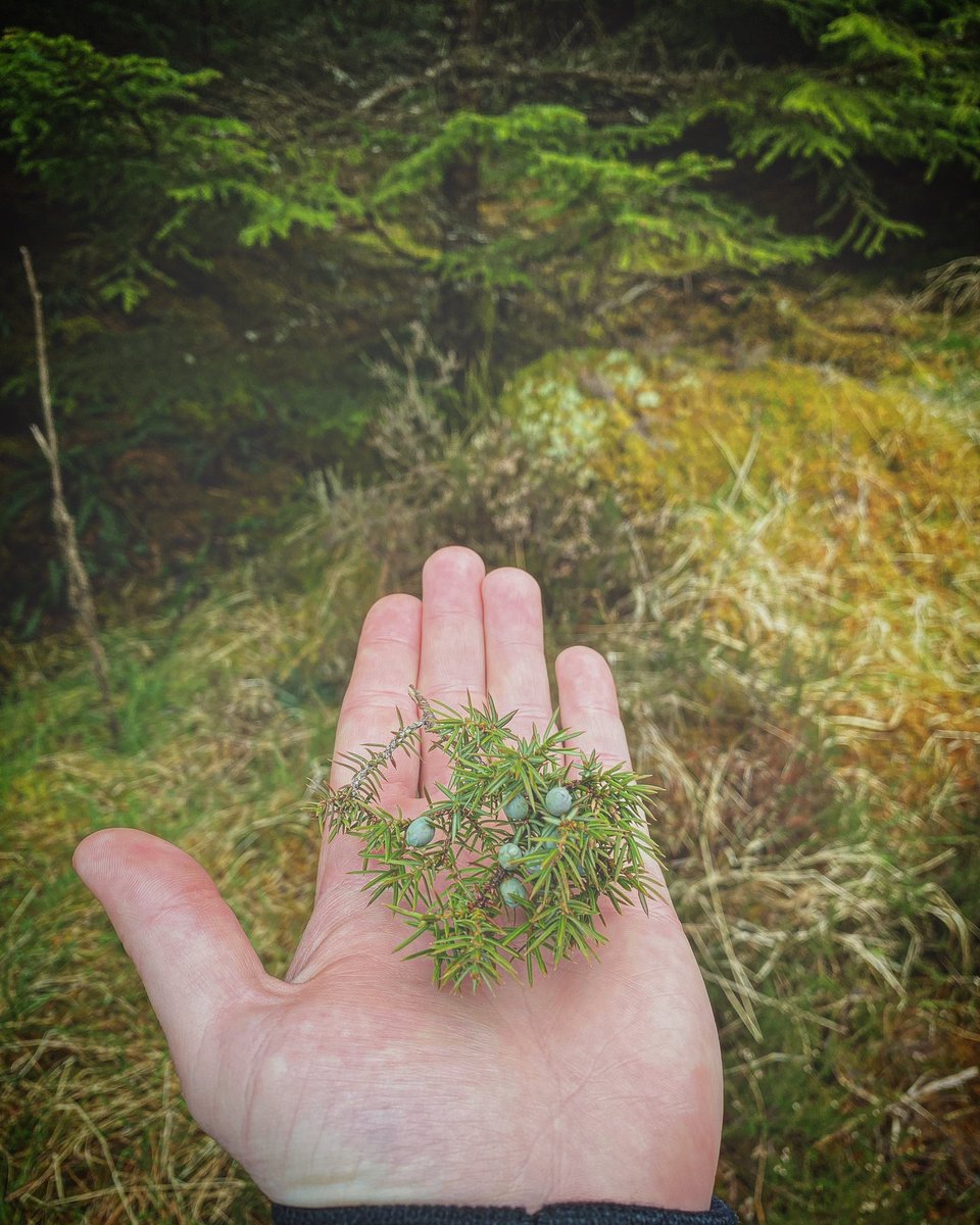 FrazerGrainger's tweet photo. Wild Juniper Berries! 🌲🏴󠁧󠁢󠁳󠁣󠁴󠁿 https://t.co/b82gRQVSOP