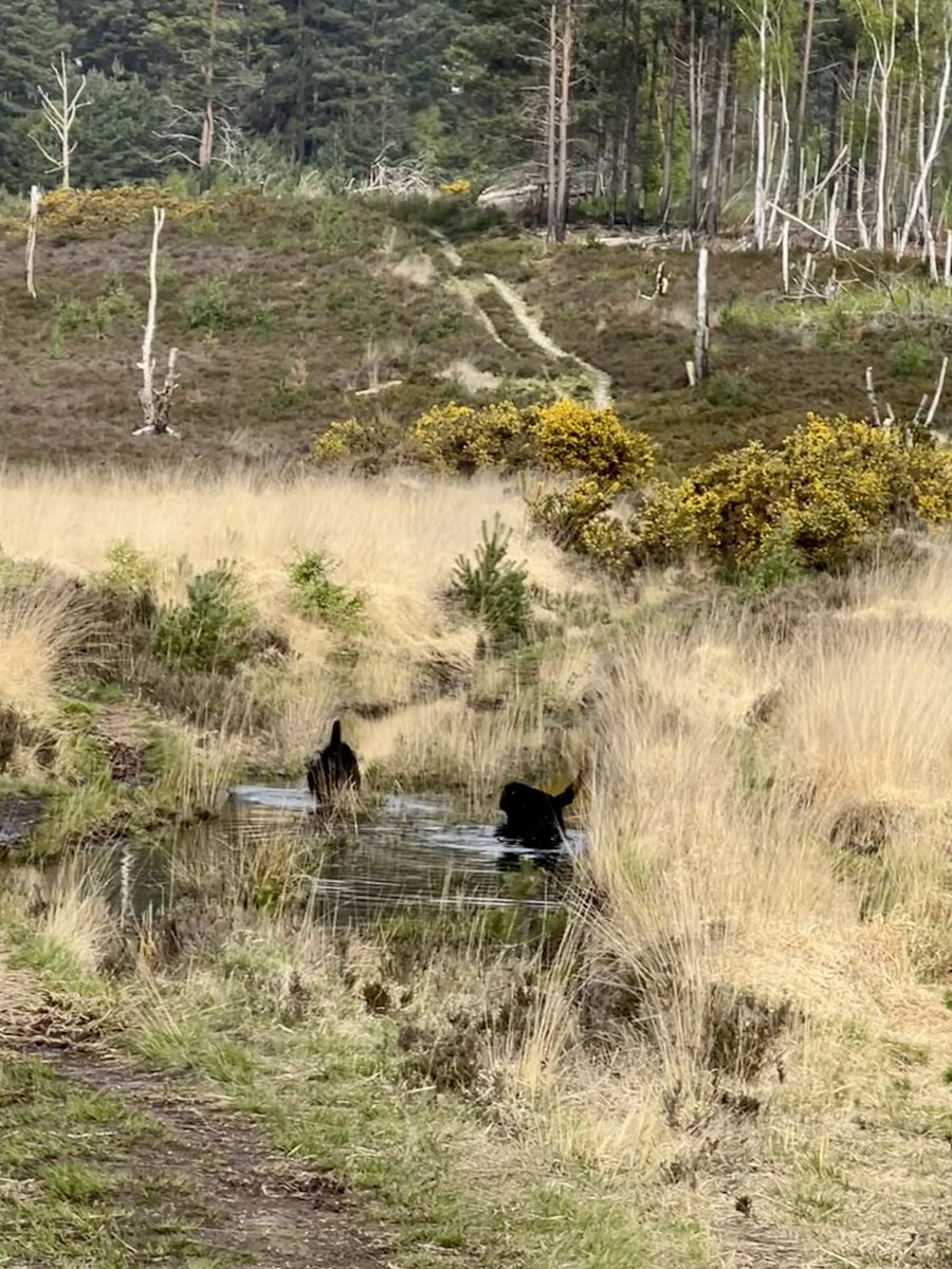 olive_blacklab's tweet photo. Fun puddle dipping sniffings and exploring #ashranges #SundayMorning #oliveandjim https://t.co/GD7GUCoE7r
