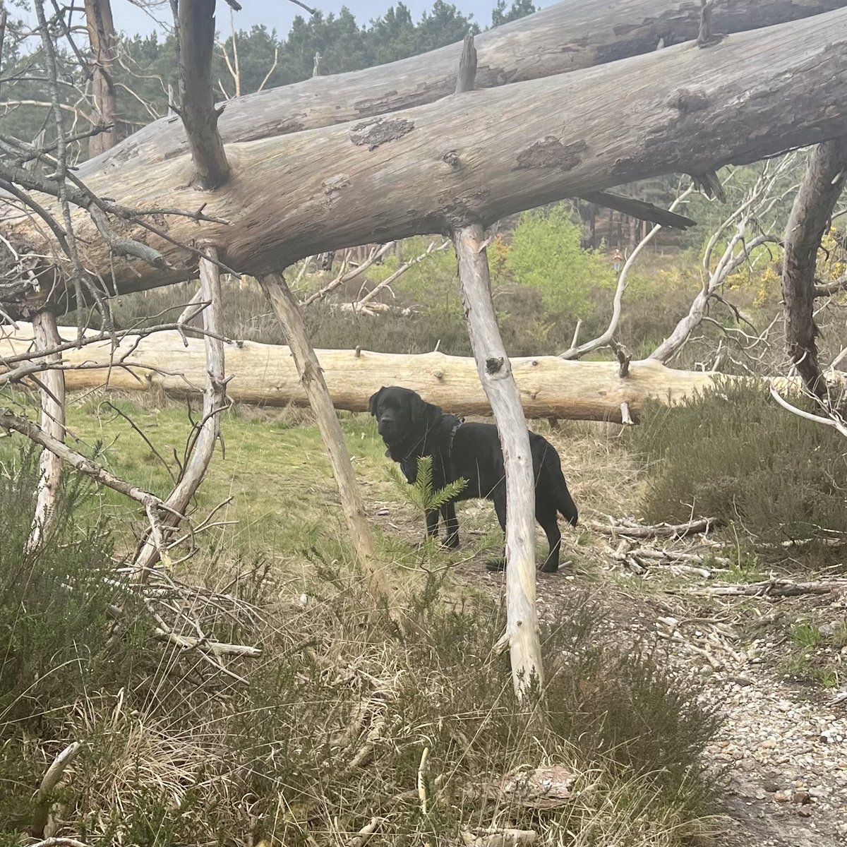 olive_blacklab's tweet photo. Fun puddle dipping sniffings and exploring #ashranges #SundayMorning #oliveandjim https://t.co/GD7GUCoE7r