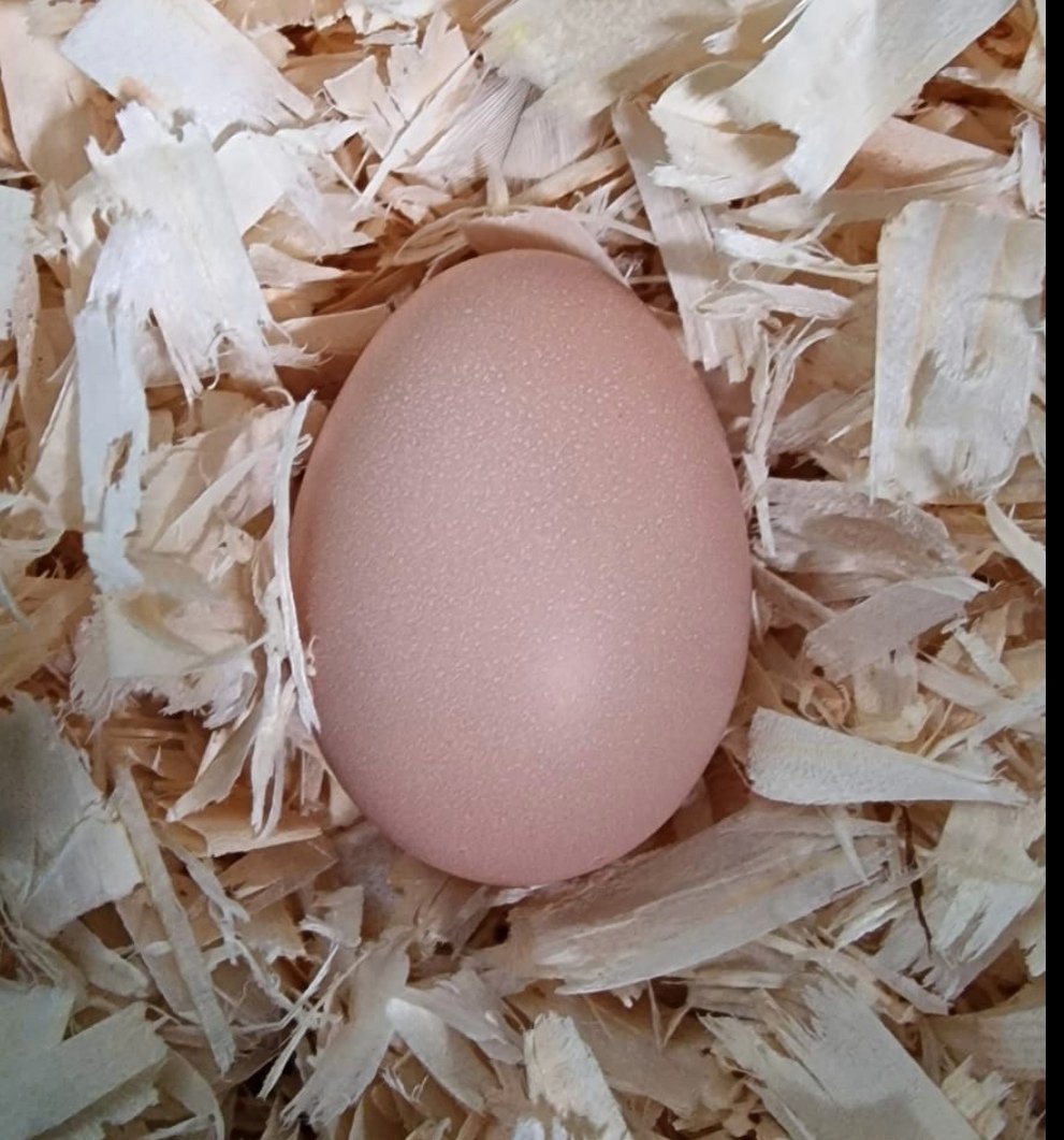 EEEEEKKKK!!!!! OUR FIRST EGG!!!!!! 😊
#TheGoodLife #OurWeeCottage🏡 #Chickens #Eggs #SelfSufficiency