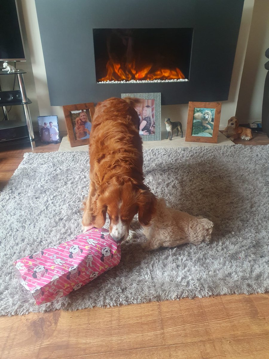 Susie The Cocker Spaniel tweet media