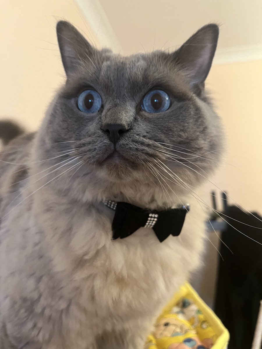 ElizabethRadcl5's tweet photo. Happy 😃 Sunday funday love 💗 Boots xxx #kittytwitter #catsoftwitter #catsintwitter #catsarefamily 🥰🥰🐾🐾💗💗🐾🐾🥰🥰 https://t.co/OZ2HrkheXa