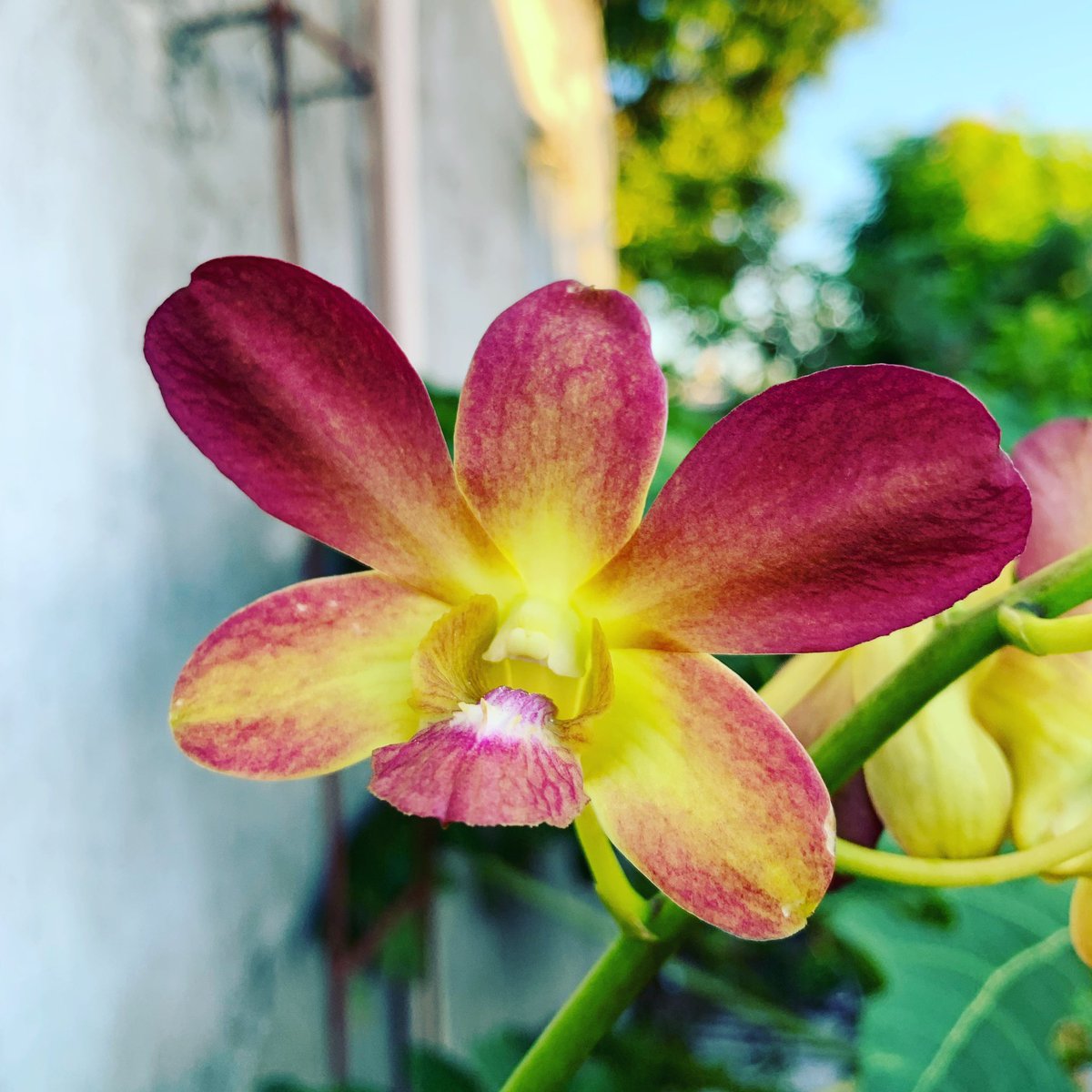 SayuriAdam's tweet photo. Dendrobium phalaenopsis #orchids #orchidslovers #plantlover #VSCO https://t.co/yOmnKBAT3Y