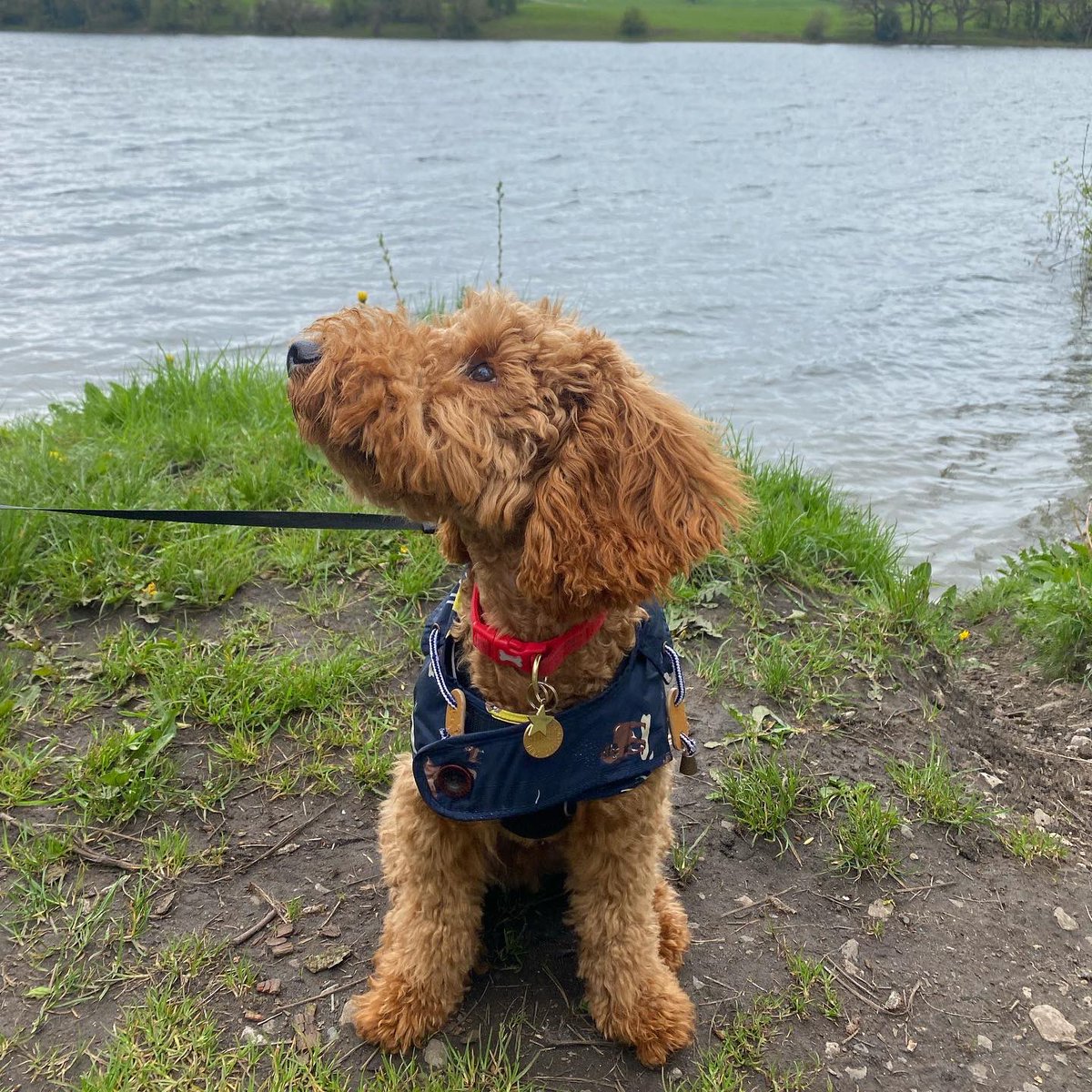 Alisha Griffiths tweet media