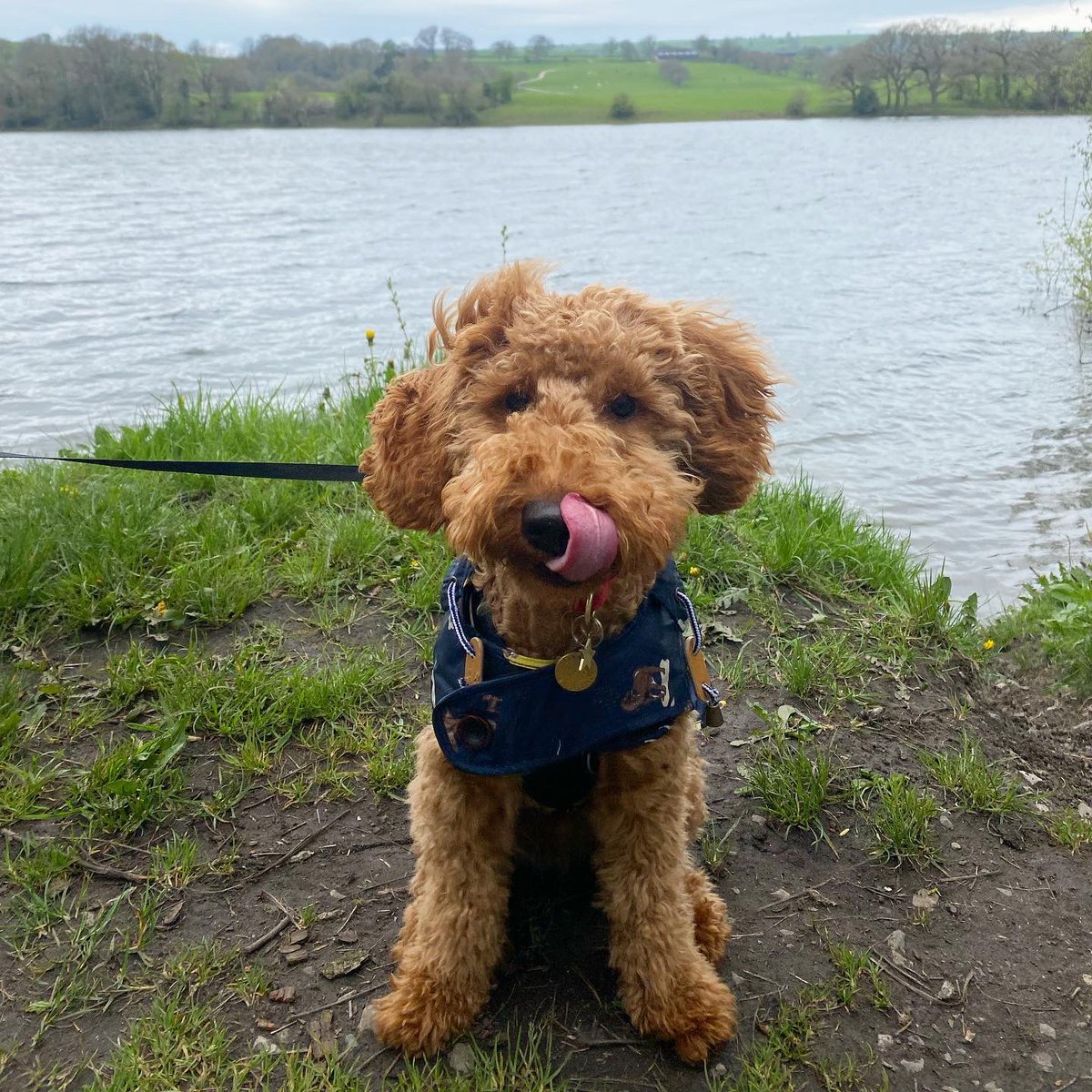 Alisha Griffiths tweet media