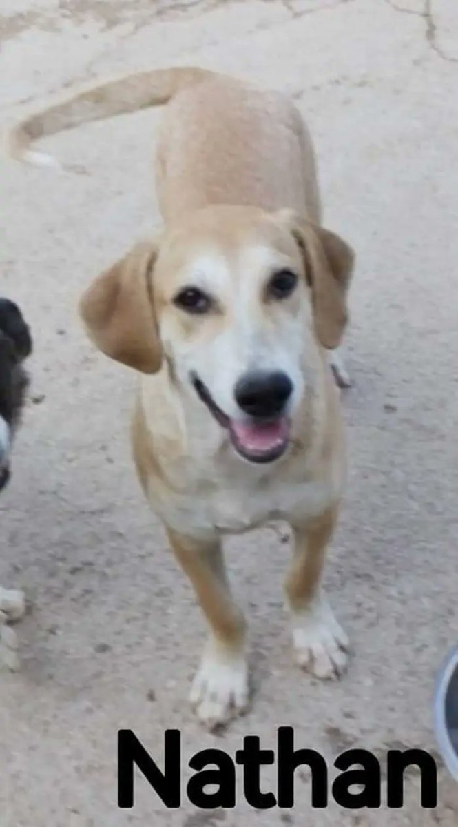 francycognato's tweet photo. HELP!!
Nathan,Tracy,Alfred e Ben cercano ancora casa
Hanno compiuto 1 anno dietro le sbarre😥
sono cuccioloni vivaci e affettuosi
Fatevi un regalo che vi riempirà la vita di gioia e amore, chiamate per loro!
Taglia media,possono raggiungervi in tutta Italia
Francesca 3382506451 https://t.co/yBHRIse2b6