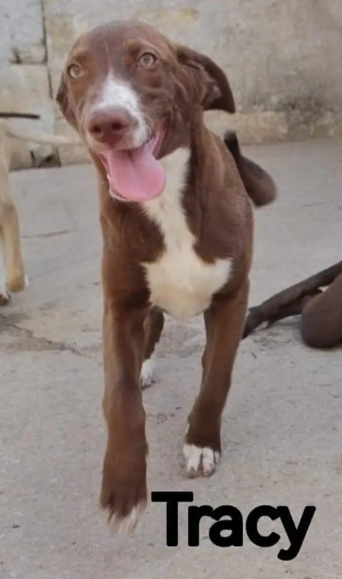 francycognato's tweet photo. HELP!!
Nathan,Tracy,Alfred e Ben cercano ancora casa
Hanno compiuto 1 anno dietro le sbarre😥
sono cuccioloni vivaci e affettuosi
Fatevi un regalo che vi riempirà la vita di gioia e amore, chiamate per loro!
Taglia media,possono raggiungervi in tutta Italia
Francesca 3382506451 https://t.co/yBHRIse2b6