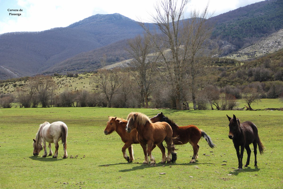 Cervera de Pisuerga tweet media