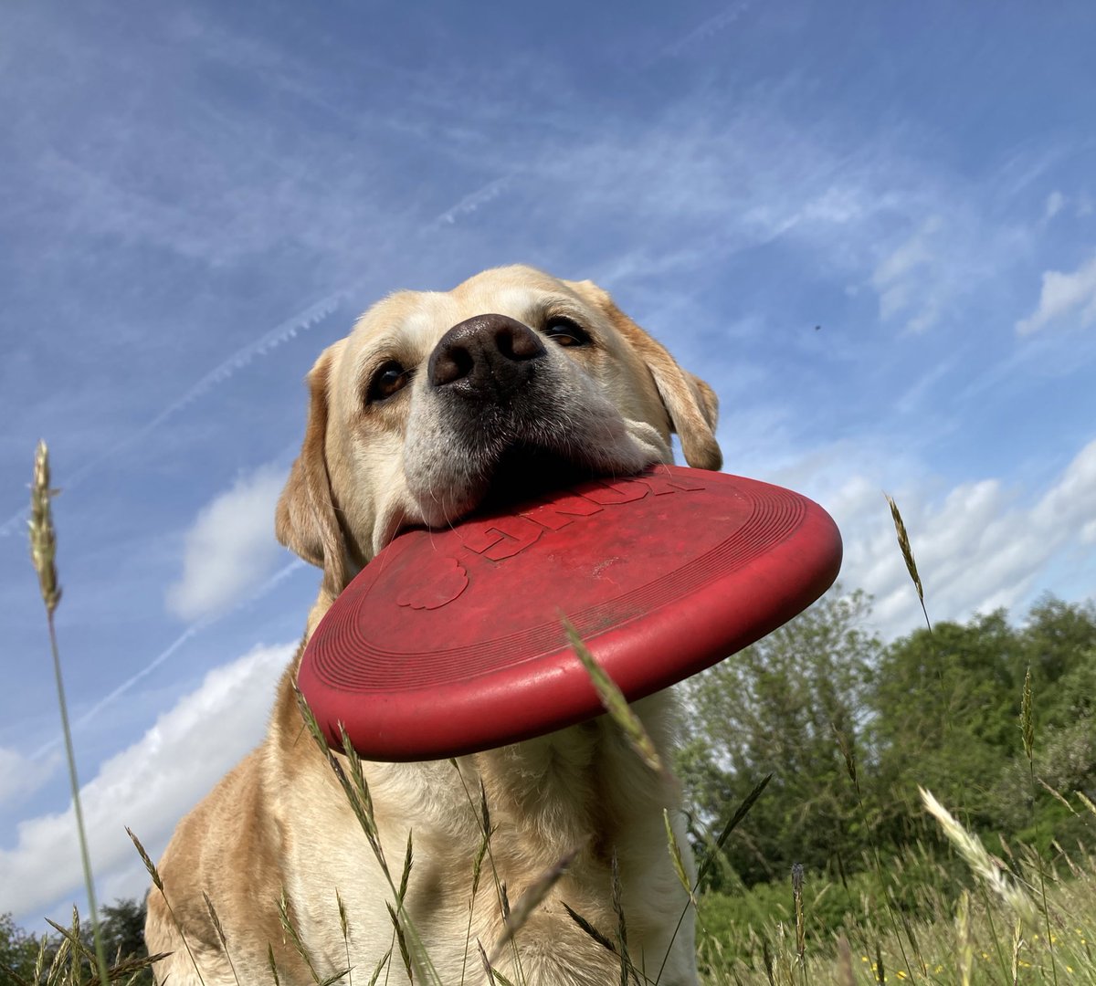 BaxBlack's tweet photo. @LimpyLabMax #maxapril23 https://t.co/4aG2Ox4gFW