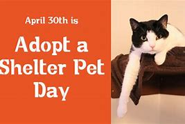 #CatsofTwittter #dogsoftwitter #ShelterAnimals
Good morning all. Today is #PetParentDay #nationaladoptashelterpetday  and #AnimalAdvocasyDay