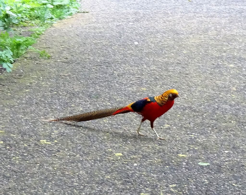 NicolasSustr's tweet image. Kew Gardens in #London war bisher bei jedem Besuch für eine Überraschung gut. Diesmal tauchte ein #Goldfasan auf. Wie ich anschließend gelesen hatte, gibt es in England wild lebende Populationen. #GoldenPheasant