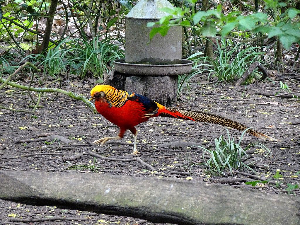 NicolasSustr's tweet image. Kew Gardens in #London war bisher bei jedem Besuch für eine Überraschung gut. Diesmal tauchte ein #Goldfasan auf. Wie ich anschließend gelesen hatte, gibt es in England wild lebende Populationen. #GoldenPheasant