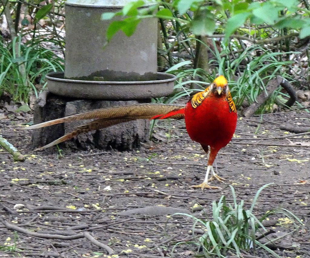 NicolasSustr's tweet image. Kew Gardens in #London war bisher bei jedem Besuch für eine Überraschung gut. Diesmal tauchte ein #Goldfasan auf. Wie ich anschließend gelesen hatte, gibt es in England wild lebende Populationen. #GoldenPheasant