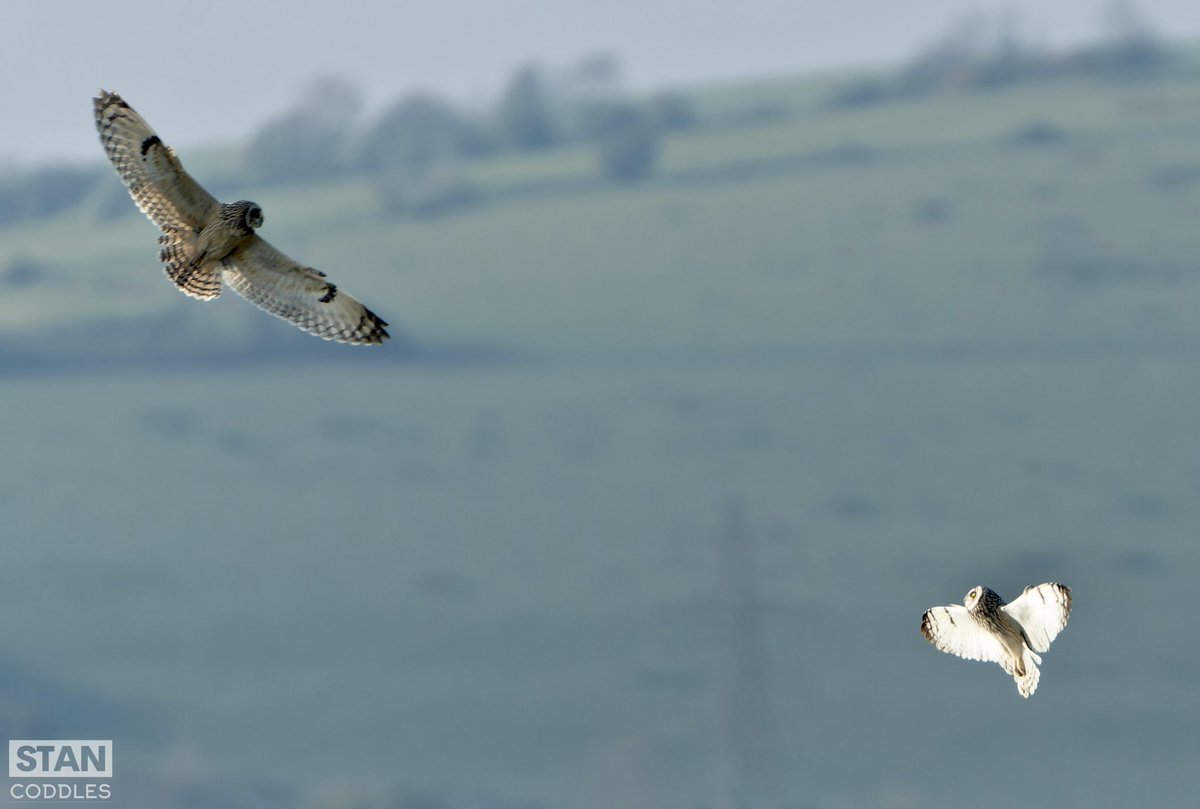 Love is in the air.. A pair of Short Eared Owls courting / dueling #naturephotography #shortearedowls #birdingphotography #sonyalpha #nature_brilliance #naturelover #birding #bbcwildlifepotd #visualsofearth #owl  #sussexwildlife #birds_nature #birdphotography #wildlifephotography