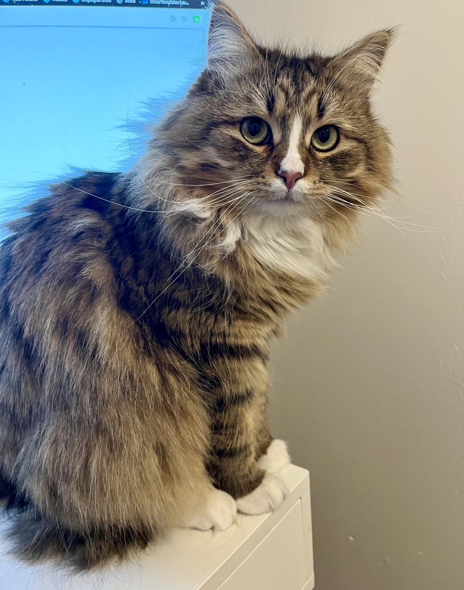 babasiberian's tweet photo. Hi everyone I was locked out of my account for a few months! Good to be back 🐾 #Caturday #catlover https://t.co/ZYhNpQUTfm