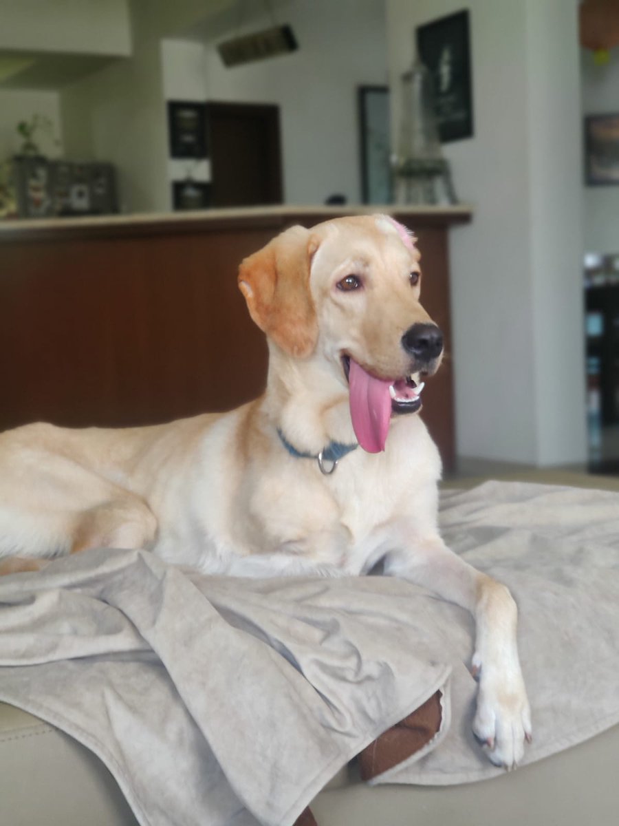 gsukhwani's tweet photo. One year ago this mad, hoppy, adorable boy came in to our lives and changed everything! 

Happy birthday Ziggy!! 

#AdoptDontShop #tripawd https://t.co/RALumLCpsB