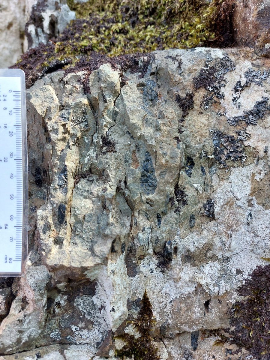 david webster🏴⚒🇪🇺 tweet media