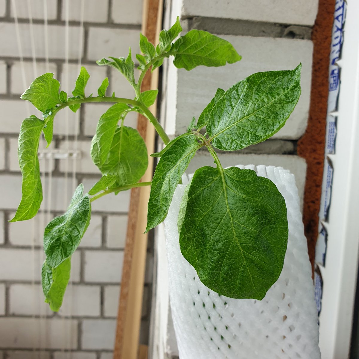 gurzuff's tweet photo. #Картопля росте скоро буде #урожай #potato #green #vason #вазон #flowerpot #зелений #листя #листок #Leaf #рослина #plant https://t.co/bCDqbEZVAE