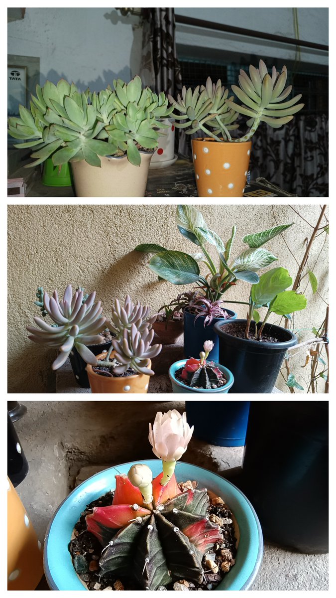 My jungle
#green #plants #garden #nature #succulents #cactus  #ihavethisthingwithplants #houseplantjournal