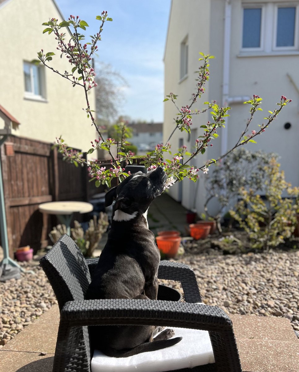 Some times you just need to sniff the apple blossom #Staffie #EdTheStaffie #Eejit oxo