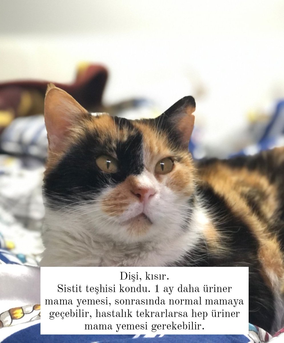 lumsibumsi's tweet photo. Merhaba, yuva aradığım 4 kedi var. Hepsini sokakta hasta buldum, tedavi ettirdim, normal şartlarda iyileşince   sokağa bırakırdım ama sokakta hayatta kalamazlar. Pansiyon da benim için sürdürülebilir değil, kliniğe +30k borcum var ve artıyor. İlanları paylaşırsanız çok sevinirim https://t.co/DrEO3xYtME