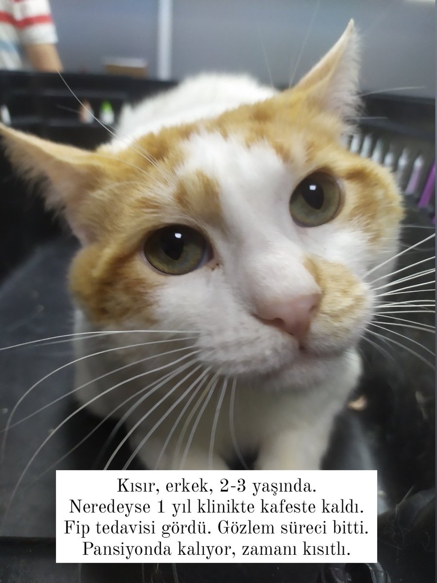 lumsibumsi's tweet photo. Merhaba, yuva aradığım 4 kedi var. Hepsini sokakta hasta buldum, tedavi ettirdim, normal şartlarda iyileşince   sokağa bırakırdım ama sokakta hayatta kalamazlar. Pansiyon da benim için sürdürülebilir değil, kliniğe +30k borcum var ve artıyor. İlanları paylaşırsanız çok sevinirim https://t.co/DrEO3xYtME