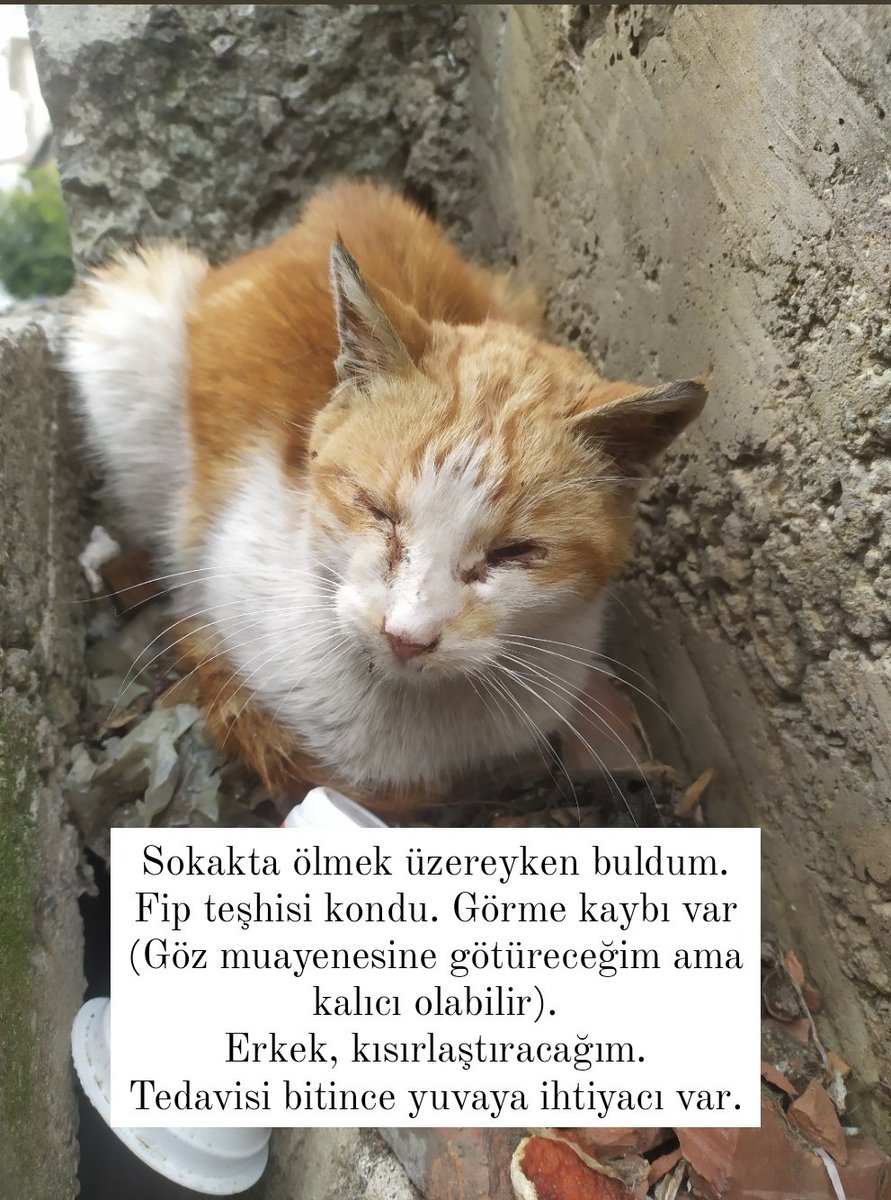 lumsibumsi's tweet photo. Merhaba, yuva aradığım 4 kedi var. Hepsini sokakta hasta buldum, tedavi ettirdim, normal şartlarda iyileşince   sokağa bırakırdım ama sokakta hayatta kalamazlar. Pansiyon da benim için sürdürülebilir değil, kliniğe +30k borcum var ve artıyor. İlanları paylaşırsanız çok sevinirim https://t.co/DrEO3xYtME
