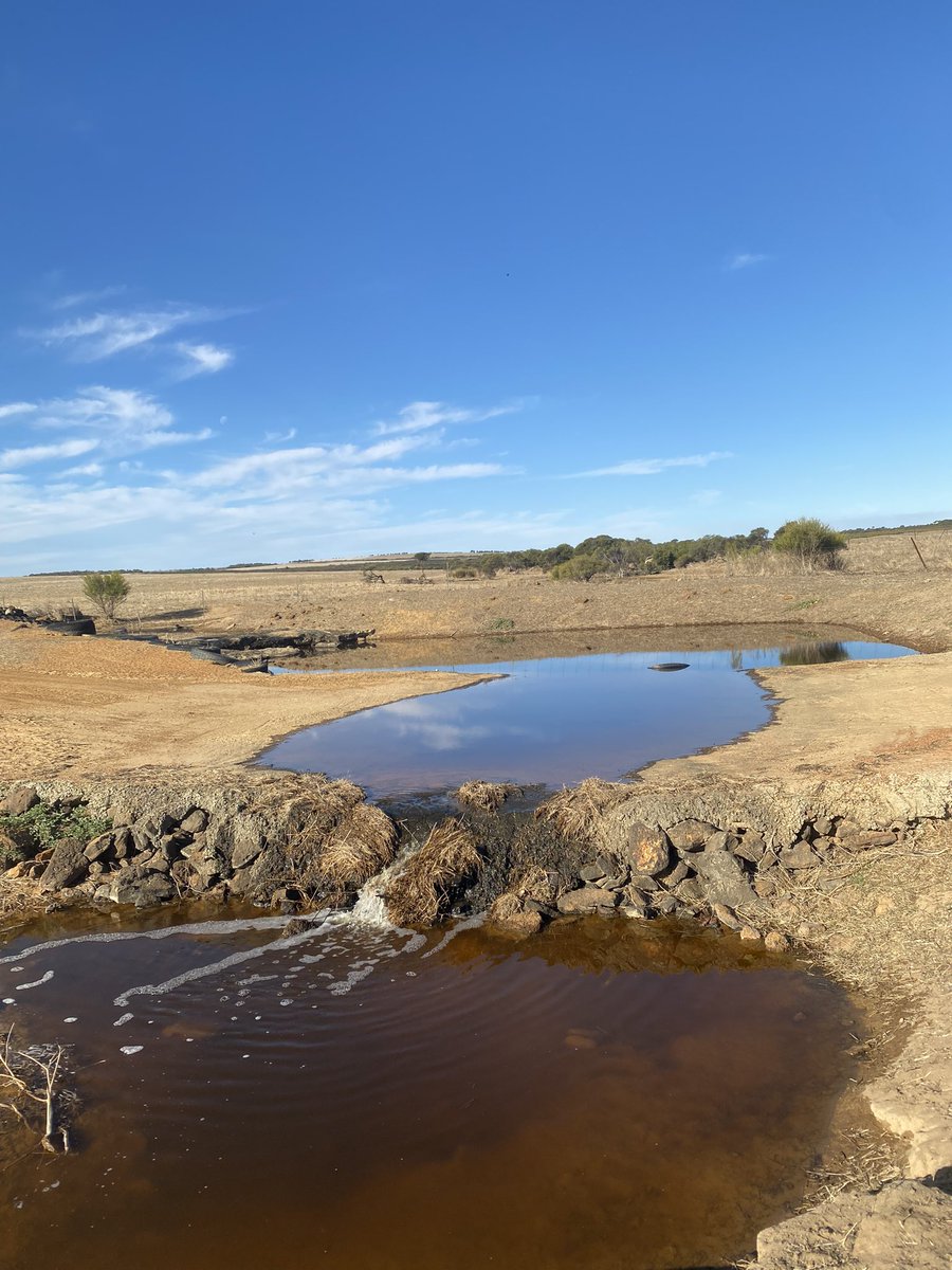When the #frogvalley creek starts running, rain is a week away!