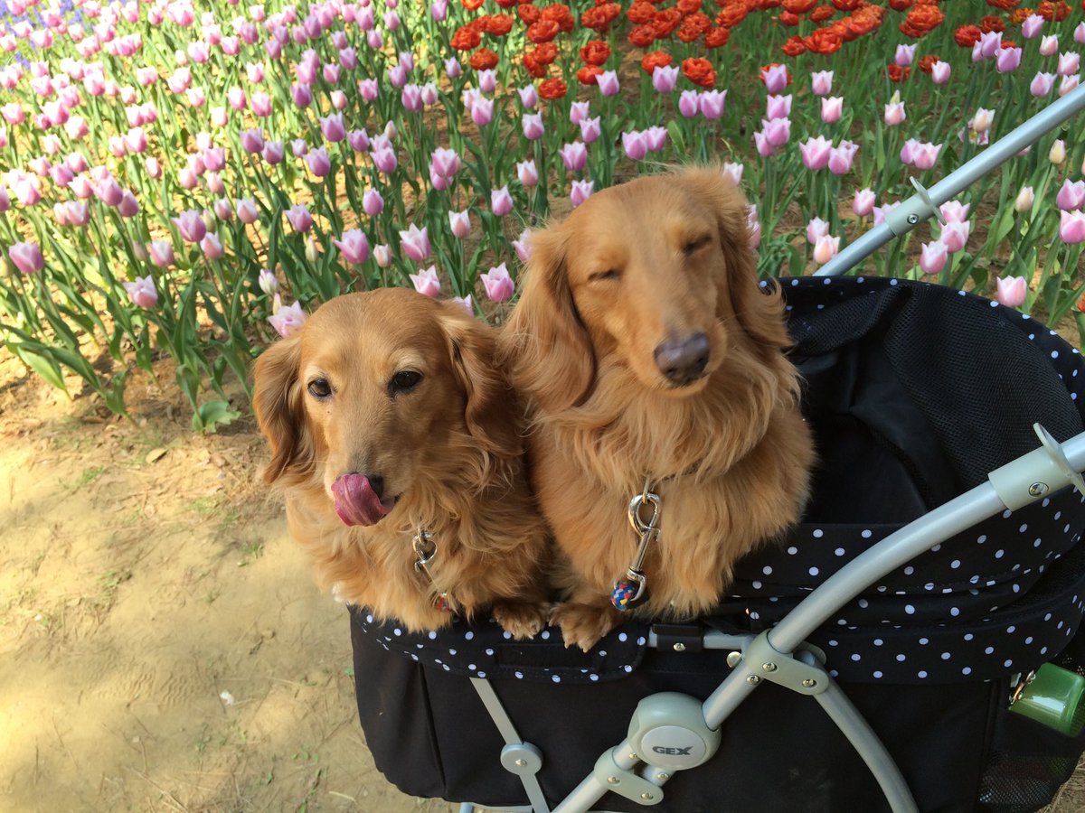 DachsLove4's tweet photo. もも2004.3.7～2019.10.24 15歳7ヶ月🌈
春斗 2007.4.9～2022.5.25 15歳1ヶ月🌈
18年間の犬との暮らし、終わりました。
ダメな飼い主だったけど、ふたりとも、私を大好きでいてくれて、ありがとう。
私も、ふたりとも愛していたよ。
もっともっとたくさん一緒にいたかった。 https://t.co/cgwvm5RLf9