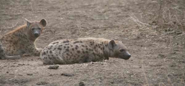 [🔗](api.tinyfox.dev/hourly/Yeens/5…)