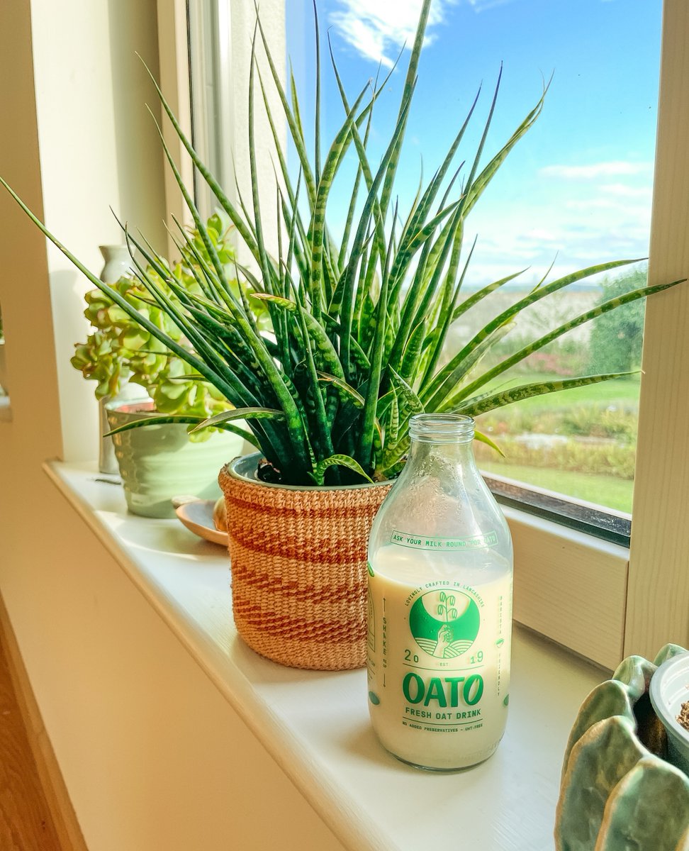oatofresh's tweet image. Oat milk - the perfect way to enjoy your favorite dairy-based recipes without the dairy! 🌱👌

oato.co.uk

#oato #oatofresh #oatmilk #oatomilk #oatmilkdelivery #vegan #plantbased #healthy #cleaneating #oats #dairyfree #vegansofig