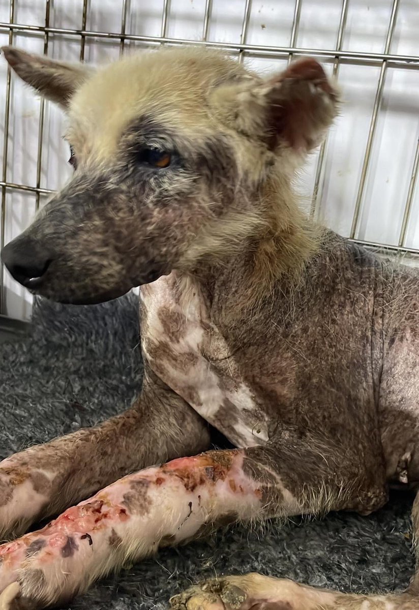 AnimalSOSSLanka's tweet photo. Update on Clifford 🧡

Our dear old boy Clifford is improving by the day, he is eating really well & we are now hopeful for his survival 🥰

Clifford was a dumped pet from Kosnilgoda. He was abused, tormented & arrived totally collapsed, dehydrated & severely anaemic from babesia gibsoni. He was so incredibly weak.

HUGE thanks to all Clifford's supporters who have helped in his recovery. Onwards & upwards from here Clifford🧡

Paypal: donate@animalsos-sl.com

Justgiving: https://t.co/ZJTQKGw3Ap

https://t.co/pR6ofjv83U

#dogsoftwitter #sundayvibes #rescuedogs #thankyou