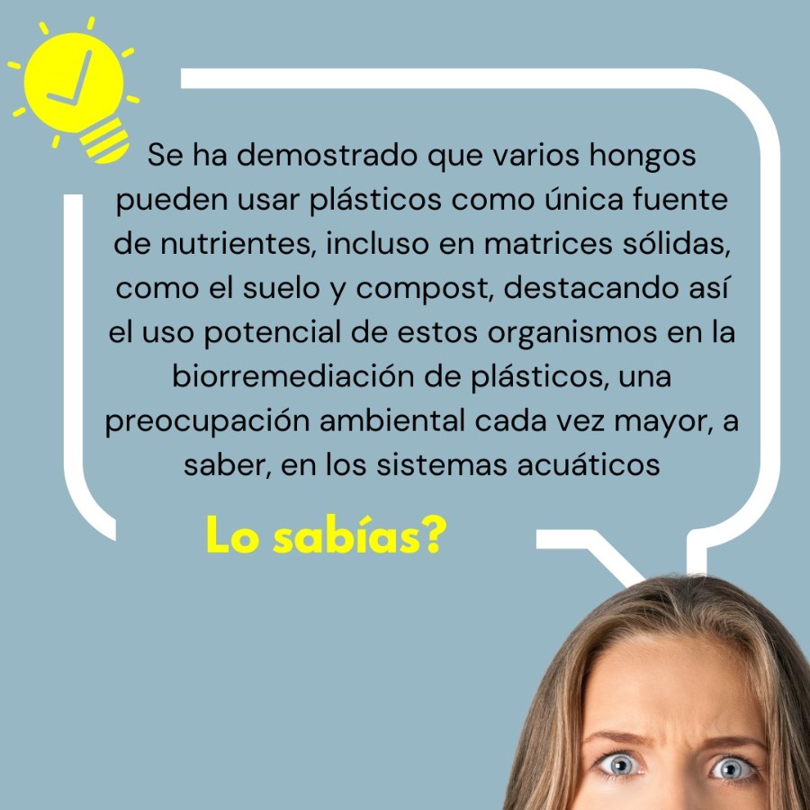 detenpezplastic's tweet photo. ¿Lo sabias? Se han descubierto varios hongos que pueden usar el plástico como fuente de nutrientes siendo así una solución potencial para la biorremediación de los plásticos @Educaixa #zalerionmaritimum #thechallengebyeducaixa #detenelpezdeplastico https://t.co/QxNUI6RVpF