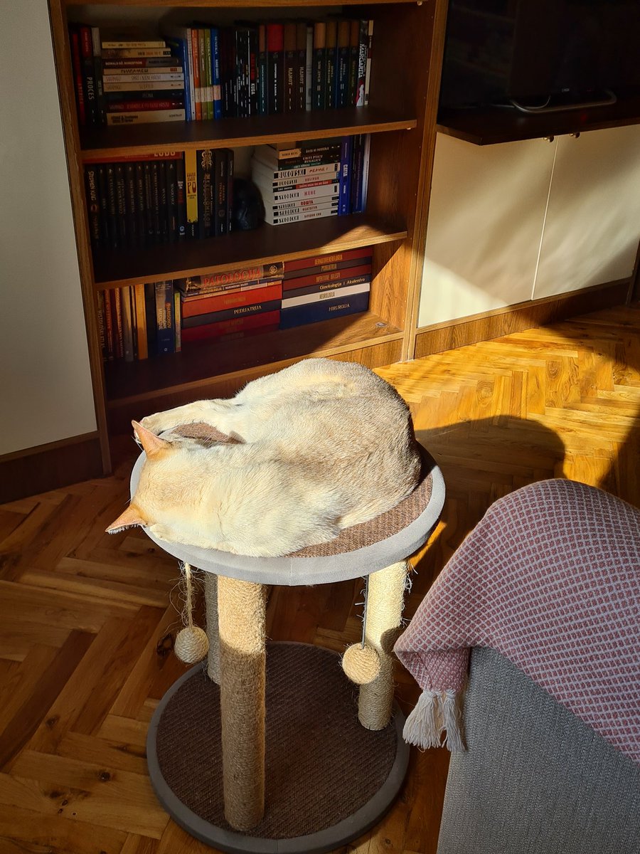 MicoKitty tweet picture
