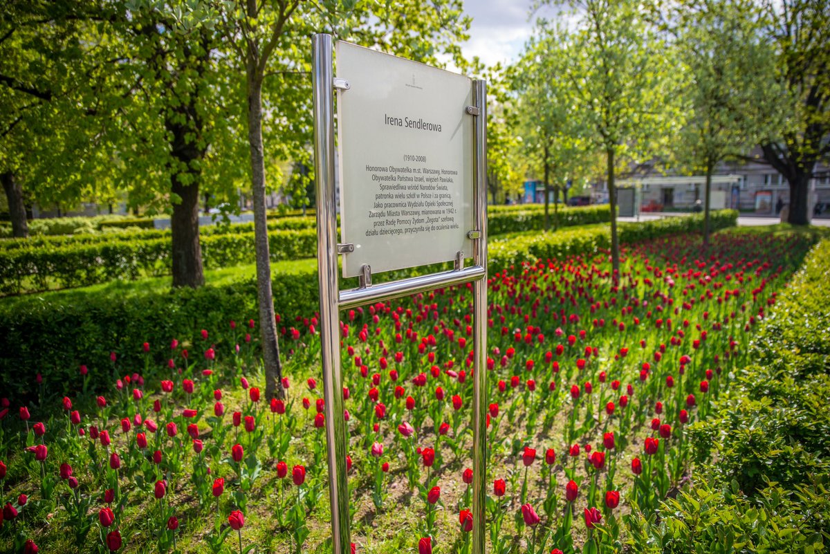 trzaskowski_'s tweet photo. Zakwitły tulipany odmiany "Irena Sendler", które w październiku zeszłego roku posadziliśmy w alei jej imienia przy @polinmuseum 🌷 To kolejne symboliczne upamiętnienie 80. rocznicy wybuchu powstania w getcie warszawskim. #ŁączyNasPamięć https://t.co/4xNk8GyP9f