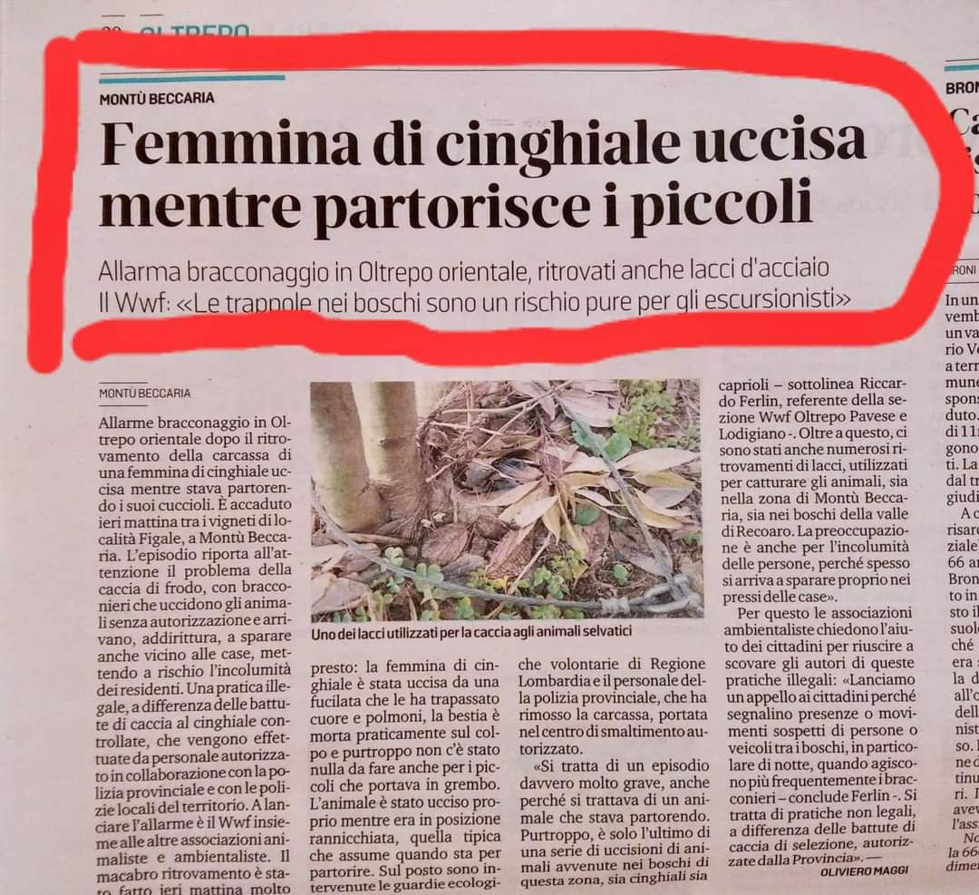 doctormabuse18's tweet photo. Boschi italiani, mentre @MaurizioFugatti e @LegaSalvini vogliono eliminare ogni #orso possibile, i #bracconieri imperversano. Oltretutto con trappole, e spari in libertà. La #Forestale grazie a #Renzi è ormai aria fritta e aspettiamo i morti da #bracconaggio... https://t.co/9s0udOqXlS