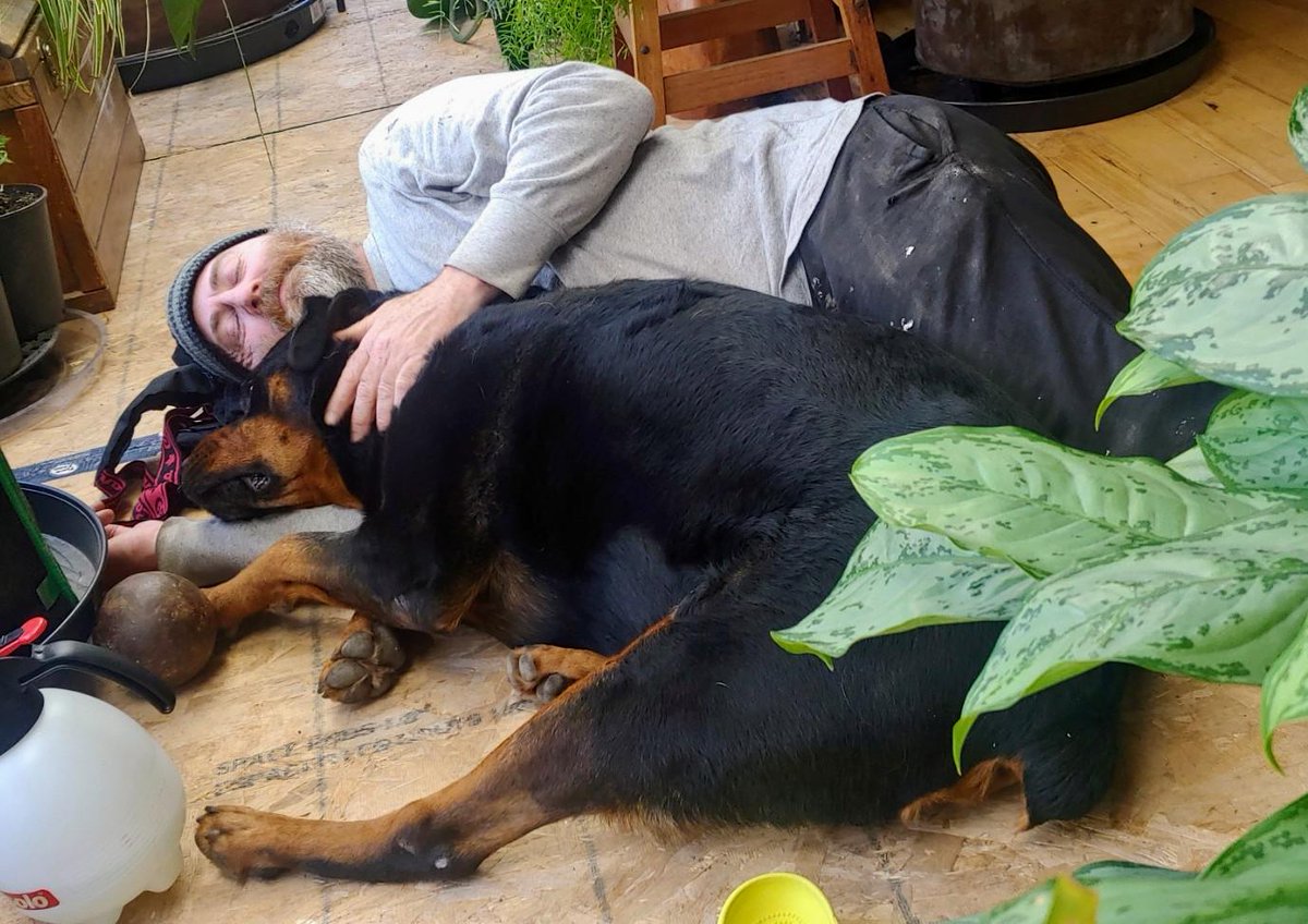 Dalek has never laid down beside me for reasons like this before. I had a bad an...  #dogsoftwitter #Rottweiler UKDogOwner.co.uk/dog-breeds/Rot…