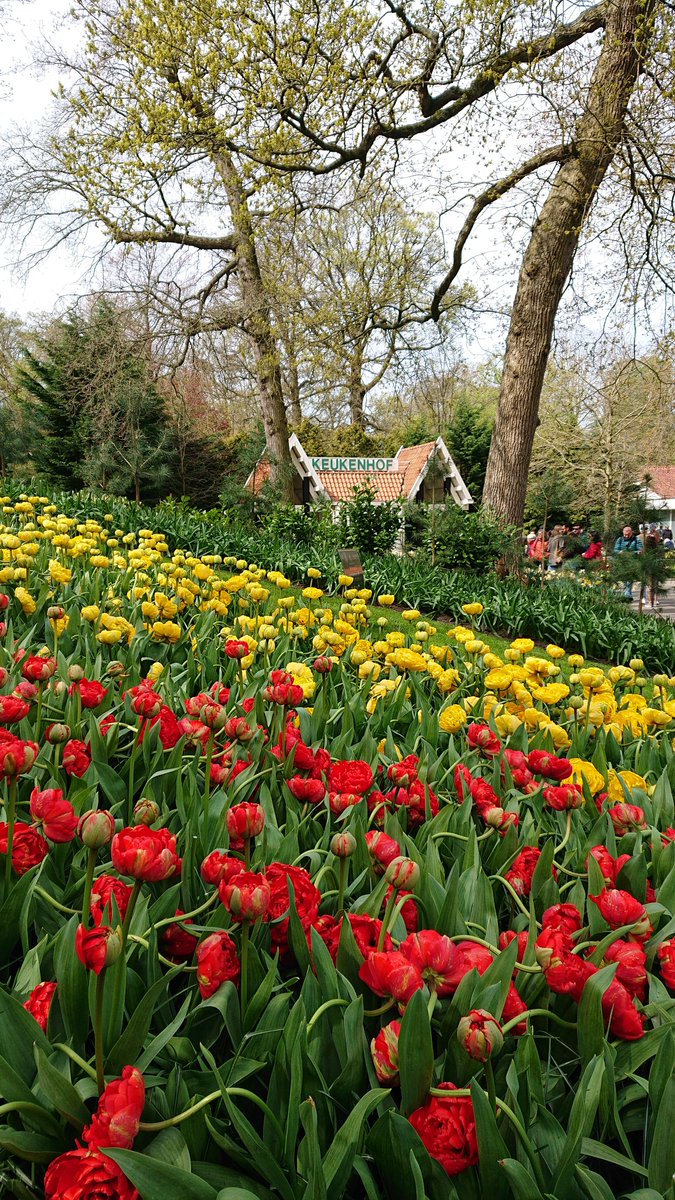 vascularis's tweet image. @visitkeukenhof 🇳🇱 a feast for the eyes this week! #tulips with @WireInBlood