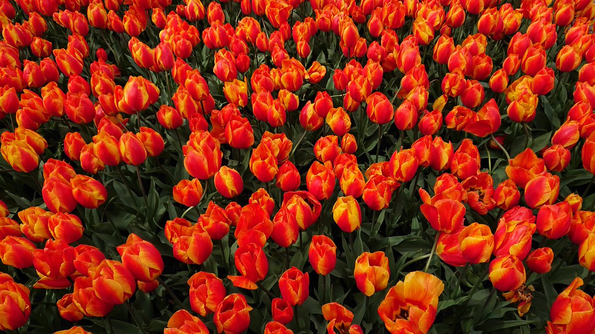 vascularis's tweet image. @visitkeukenhof 🇳🇱 a feast for the eyes this week! #tulips with @WireInBlood