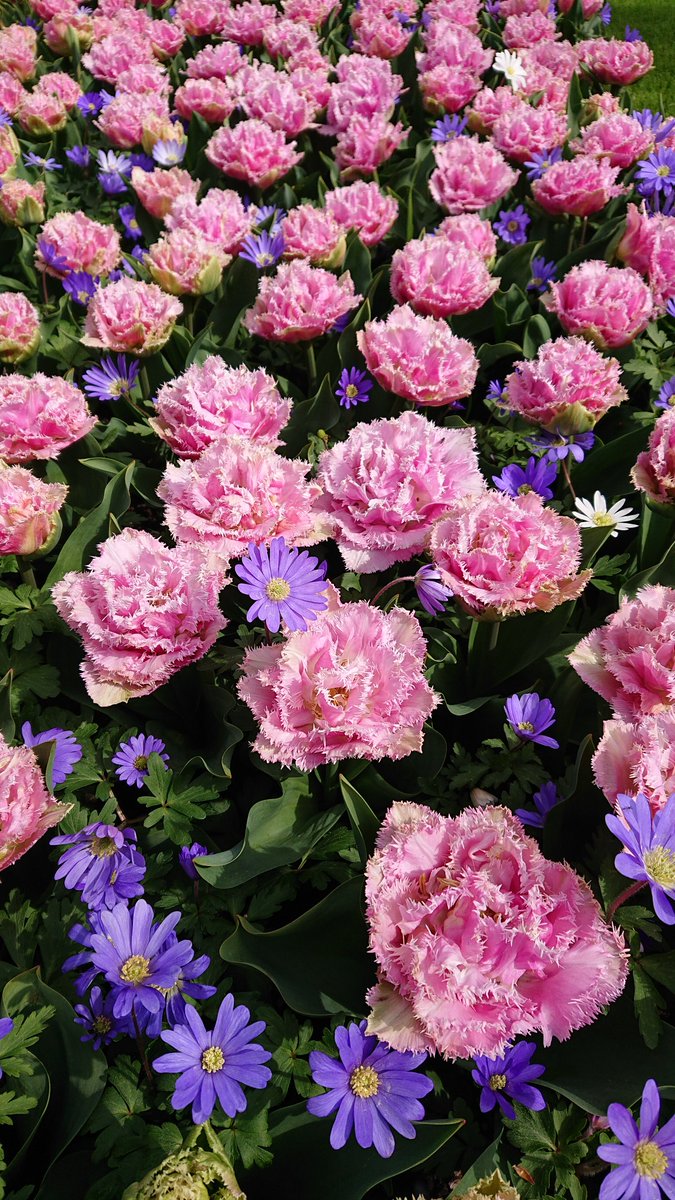 vascularis's tweet image. @visitkeukenhof 🇳🇱 a feast for the eyes this week! #tulips with @WireInBlood