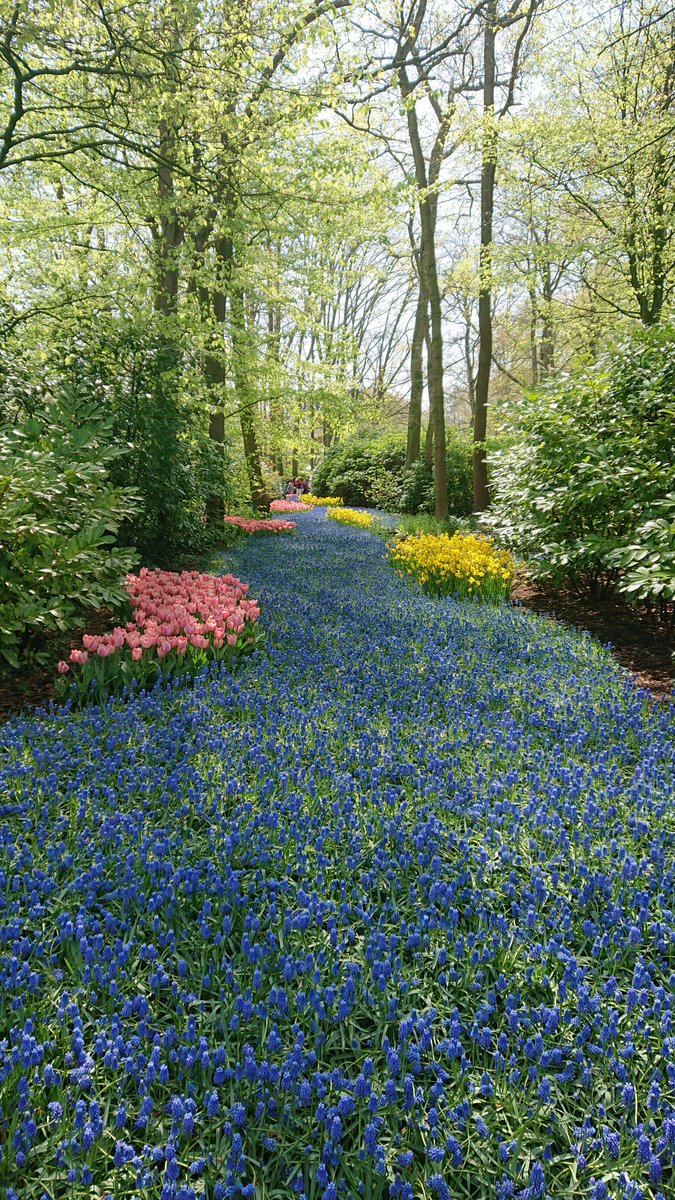vascularis's tweet image. @visitkeukenhof 🇳🇱 a feast for the eyes this week! #tulips with @WireInBlood