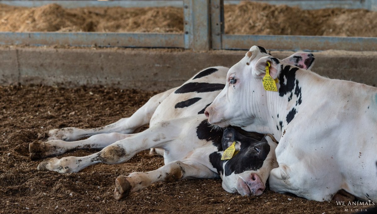 Paul_Vegano's tweet photo. Cows have favorite friends and become stressed when they are separated, cows are curious creatures, cows are very social...and they don't deserve what humanity does to them.

Stop Supporting Animal Cruelty
GoVegan🌱🌎

#Vegan #GoVegan #Animals #EndSpeciesism #Pets #Farms https://t.co/tNozKK8rva