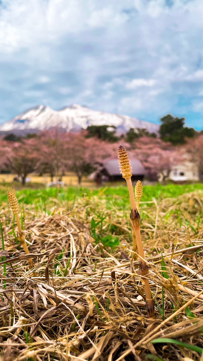 yasuminpaku's tweet photo. 観光マエストロの投稿動画を楽しみましょう！#TikTok https://t.co/VVbBs2xXbh
津軽国定公園岩木山　神苑桜ヶ丘、
通称桜林公園。とっても癒されました。
#桜林公園
#津軽国定公園 
#弘前桜 https://t.co/9M9hv6PLhp