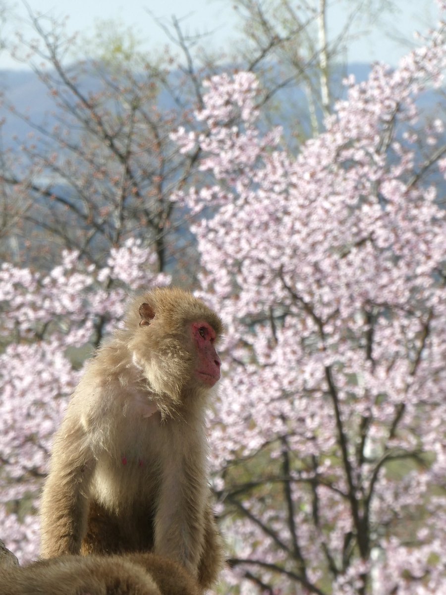 本日のニホンザルと桜🌸

#旭山動物園　#asahiyamazoo
#ニホンザル　#japanesemacaque
#サル山