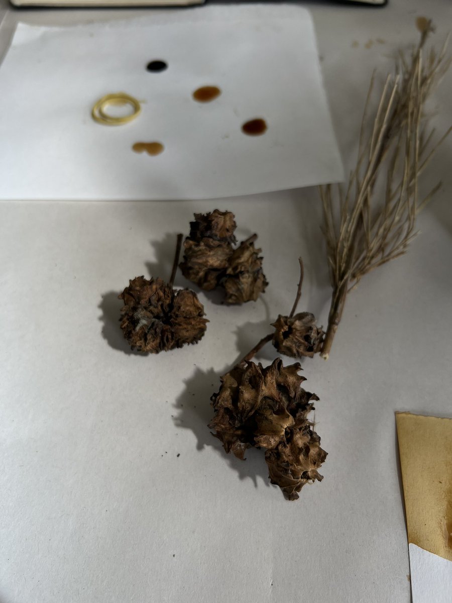 juliaacoll's tweet photo. A very beautiful workshop with David Begley, learning how to make ink from organic sources, such as oak gall and alder cones! https://t.co/ZchAxj6vvZ