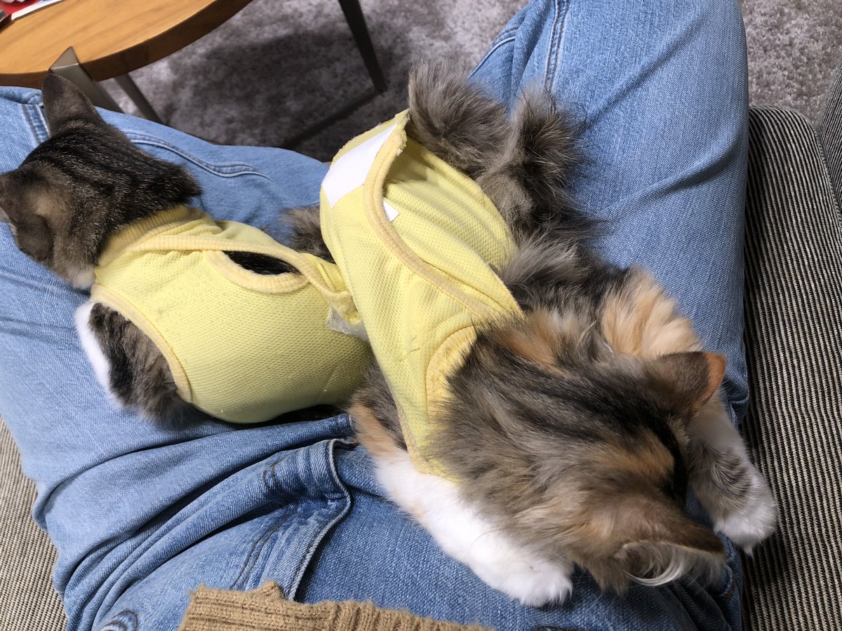na_gi_co's tweet photo. 無事手術を終えた2人
麻酔がまだ効いててふらふらで目が離せん…… https://t.co/iiWGo7fvbW